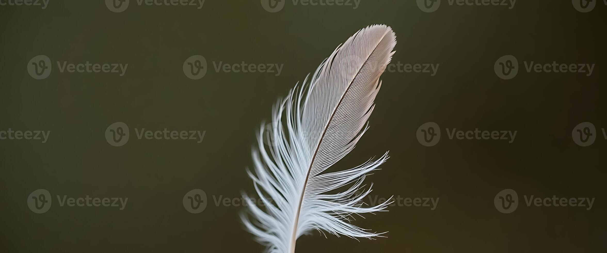 white feather resting on top of a table photo