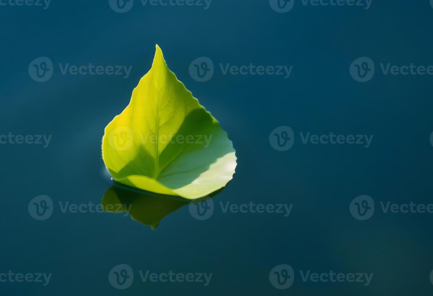 green leaf floating on top of a body of water photo