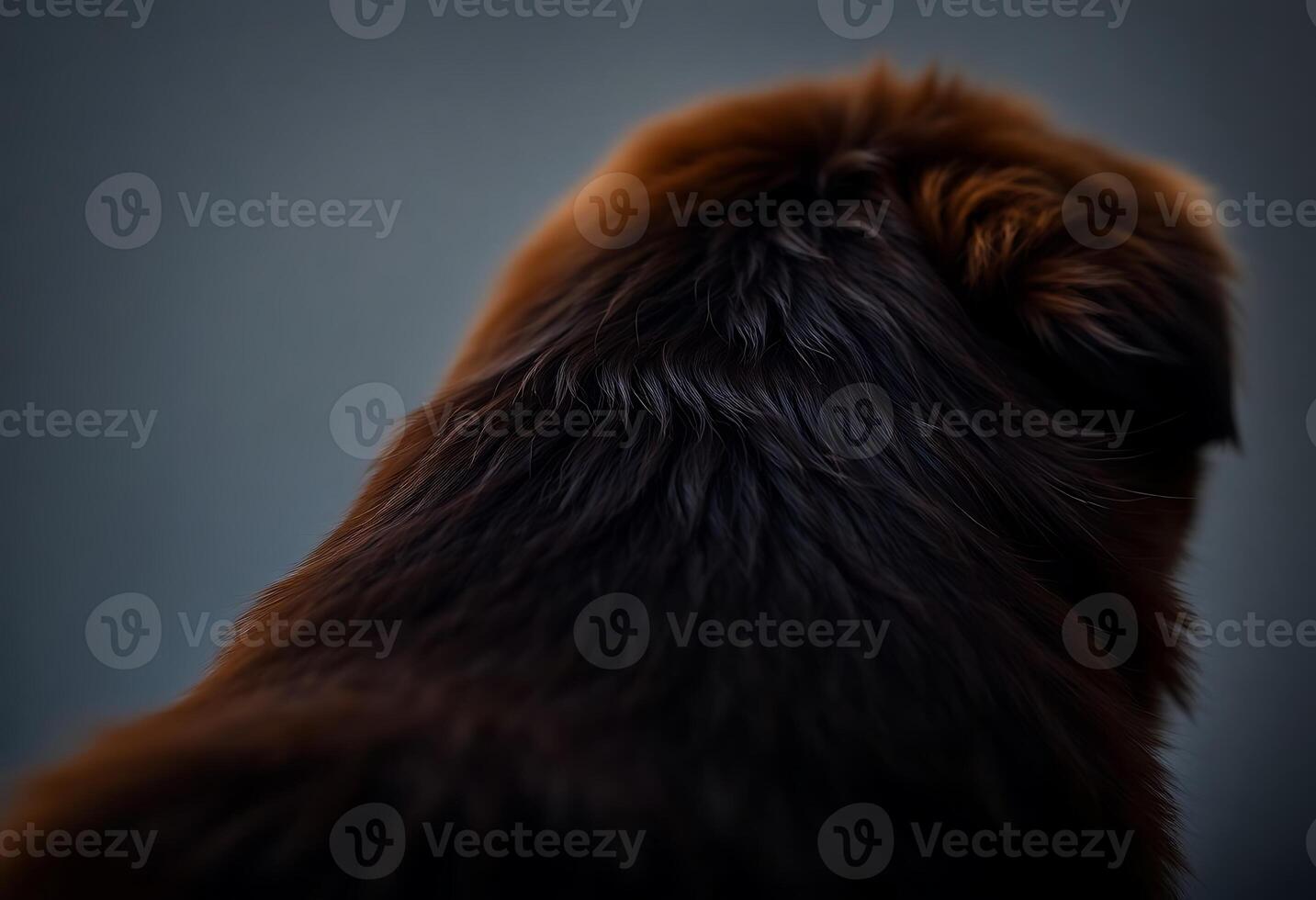 close up of the back of a dog's head photo