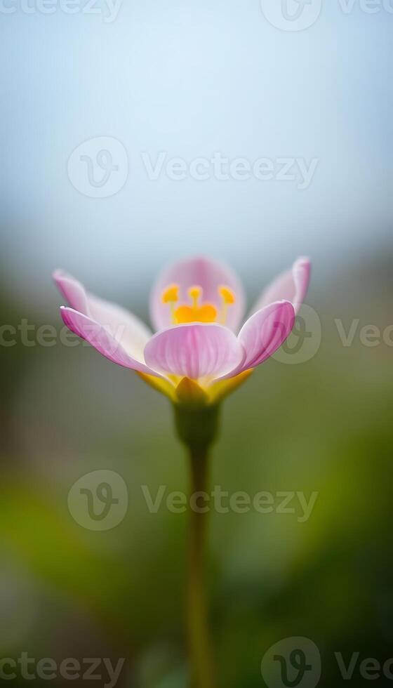 pink flower with a yellow center sitting on top of a green stem photo