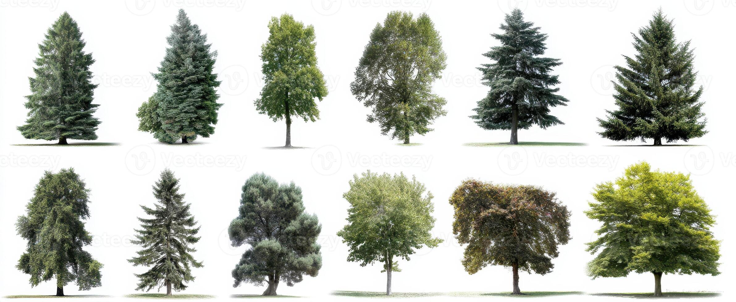 The diverse collection of trees showcasing nature's beauty and variety. photo