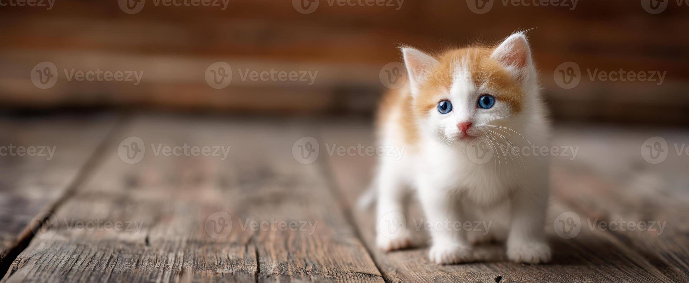The cute kitten exploring on a rustic wooden floor. photo