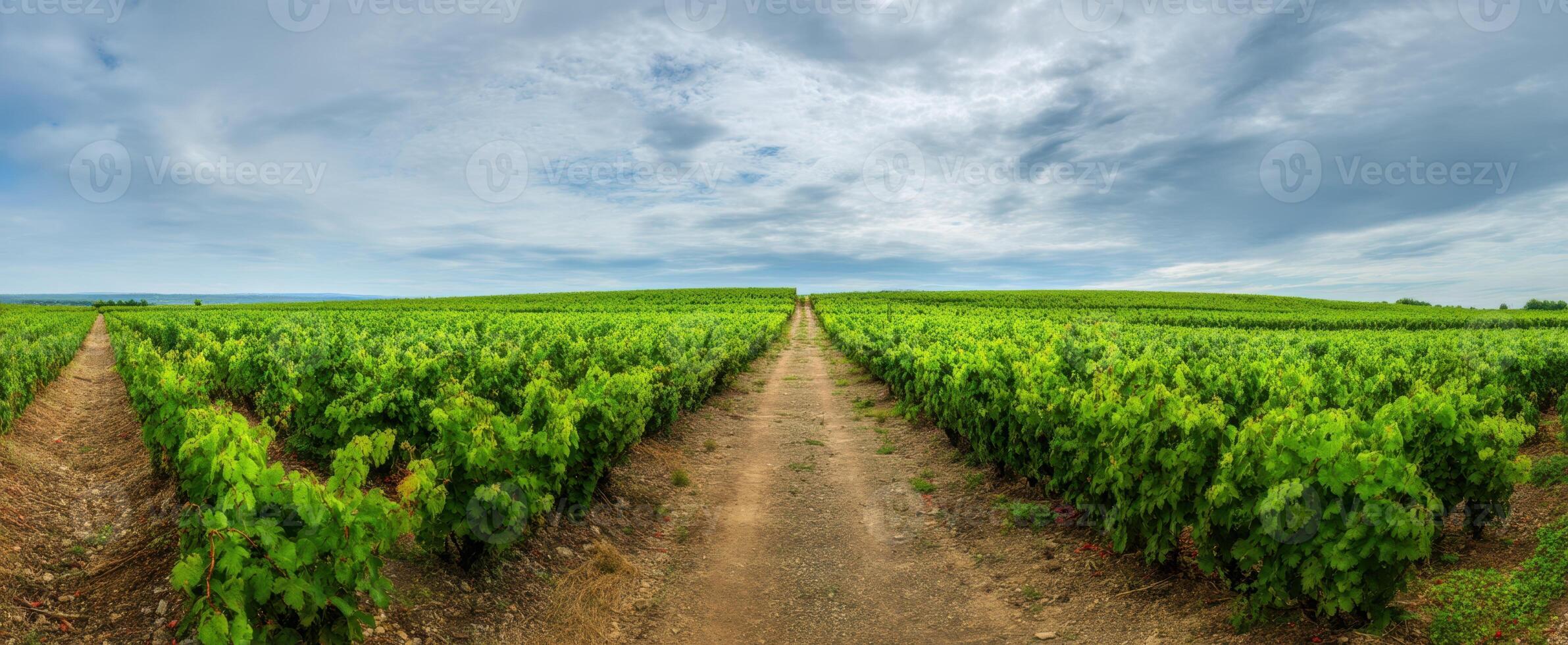 The expansive vineyard landscape under a cloudy sky inviting exploration and tranquility. photo