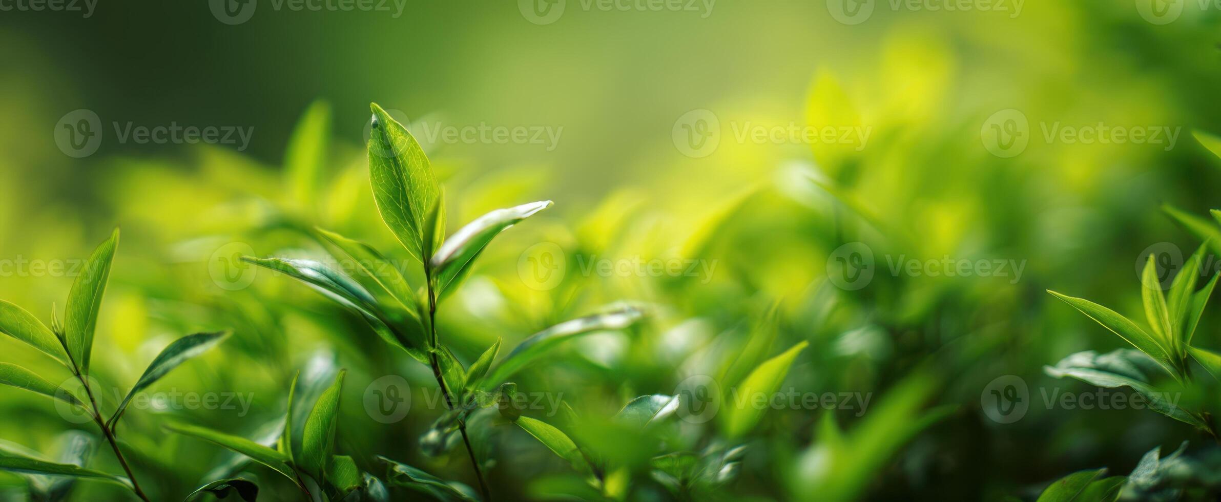 The vibrant green leaves flourishing in a serene natural setting. photo