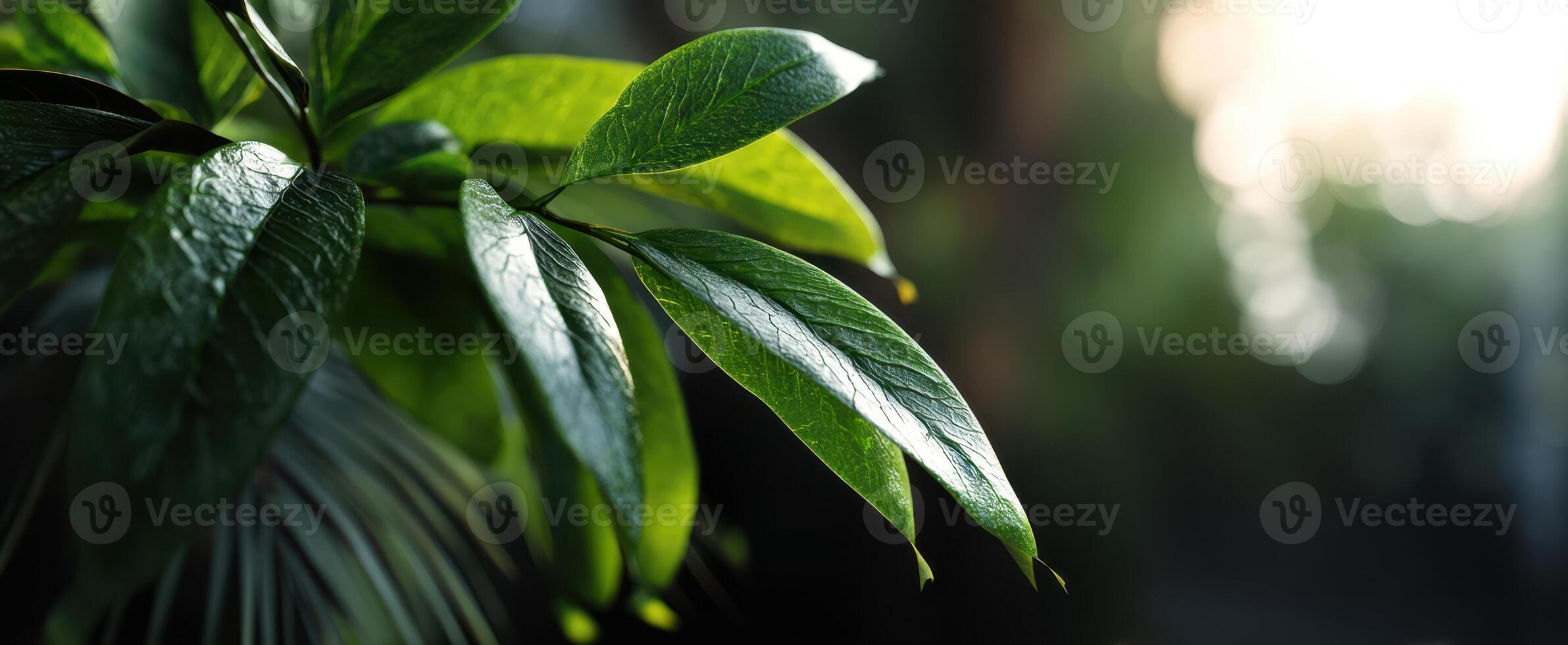 The vibrant leaves glowing in the soft sunlight of a serene environment. photo