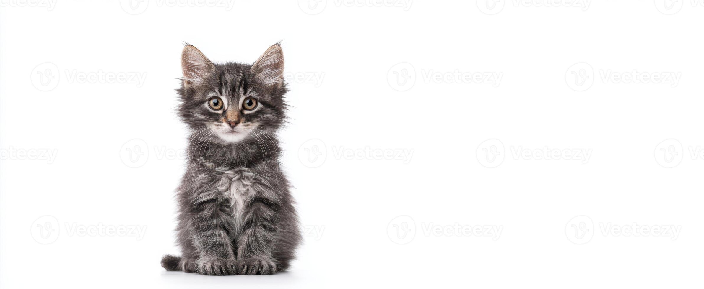 The adorable kitten sitting gracefully against a minimalistic background. photo