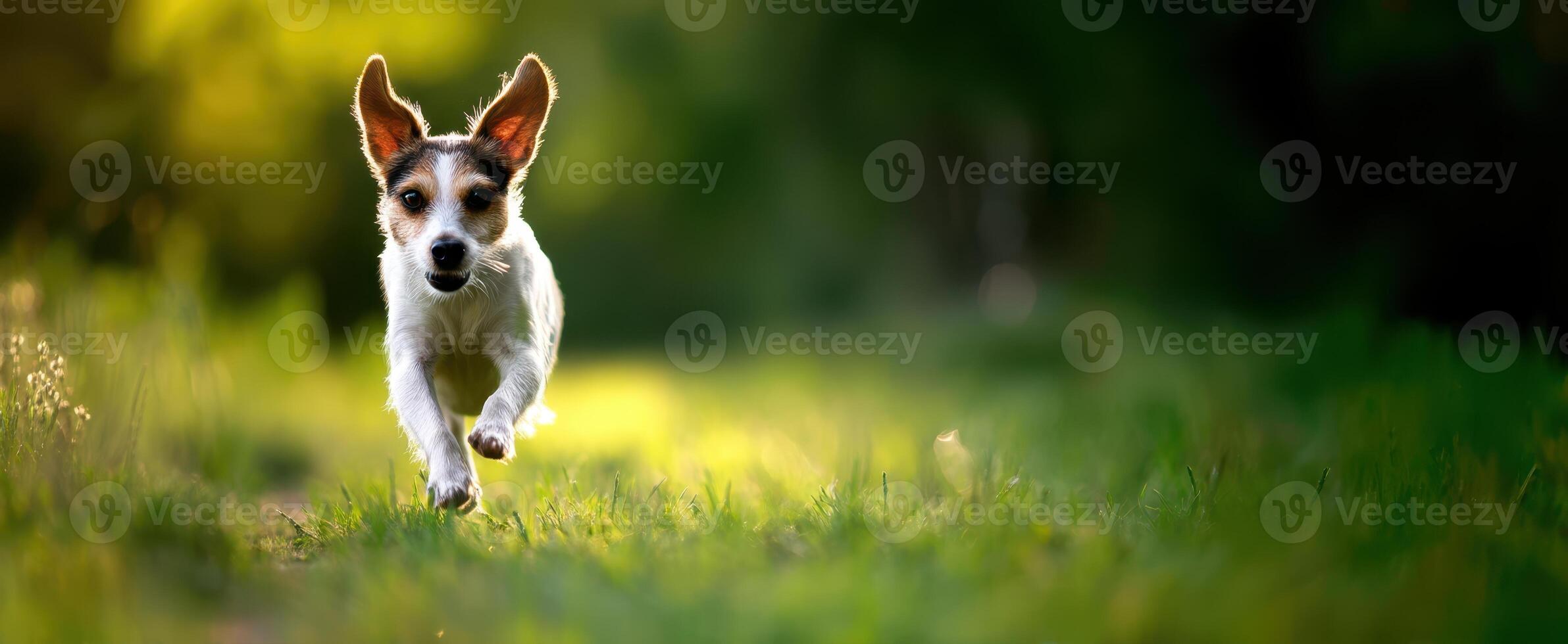 The playful dog joyfully running through a sunlit grassy field. photo