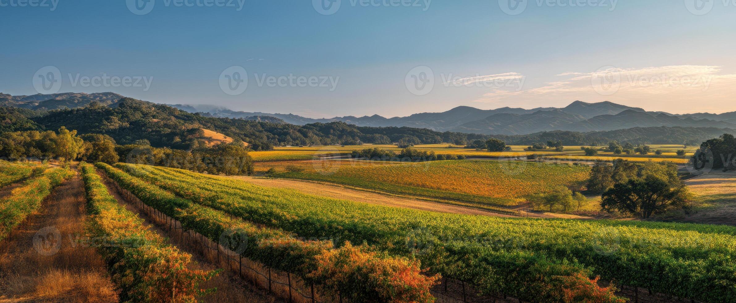 The serene vineyard landscape under a beautiful sunset in the countryside. photo