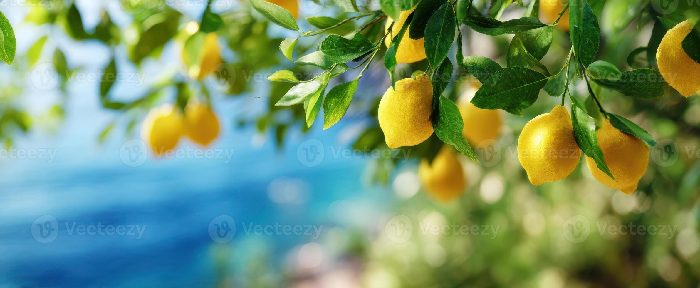 The bright lemons hanging from a tree along a serene ocean backdrop. photo