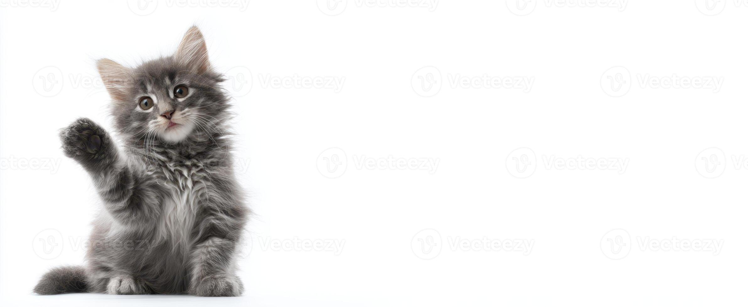 The adorable gray kitten waving its paw with playful charm photo