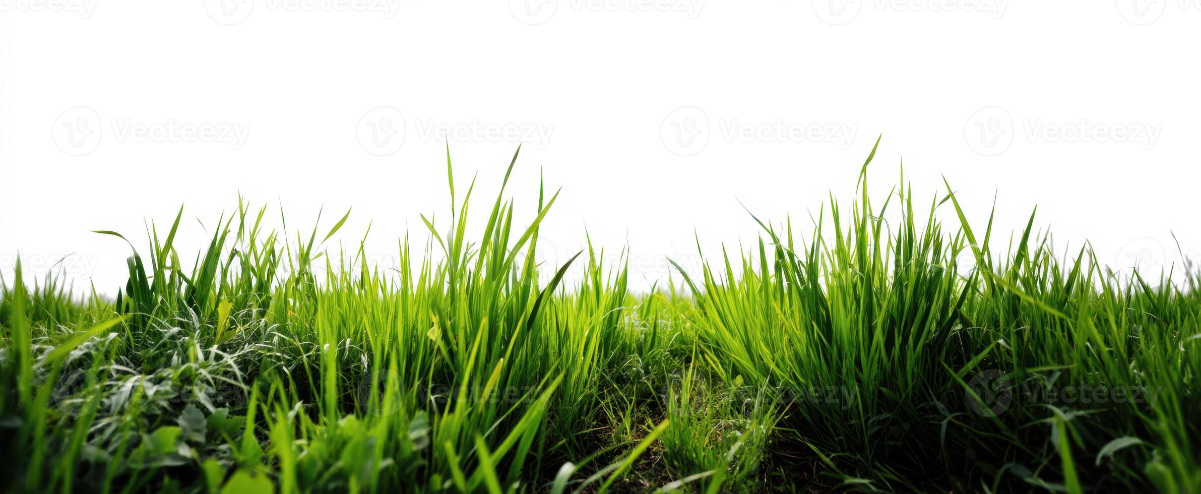 The lush green grass swaying gently in the fresh breeze under bright daylight. photo