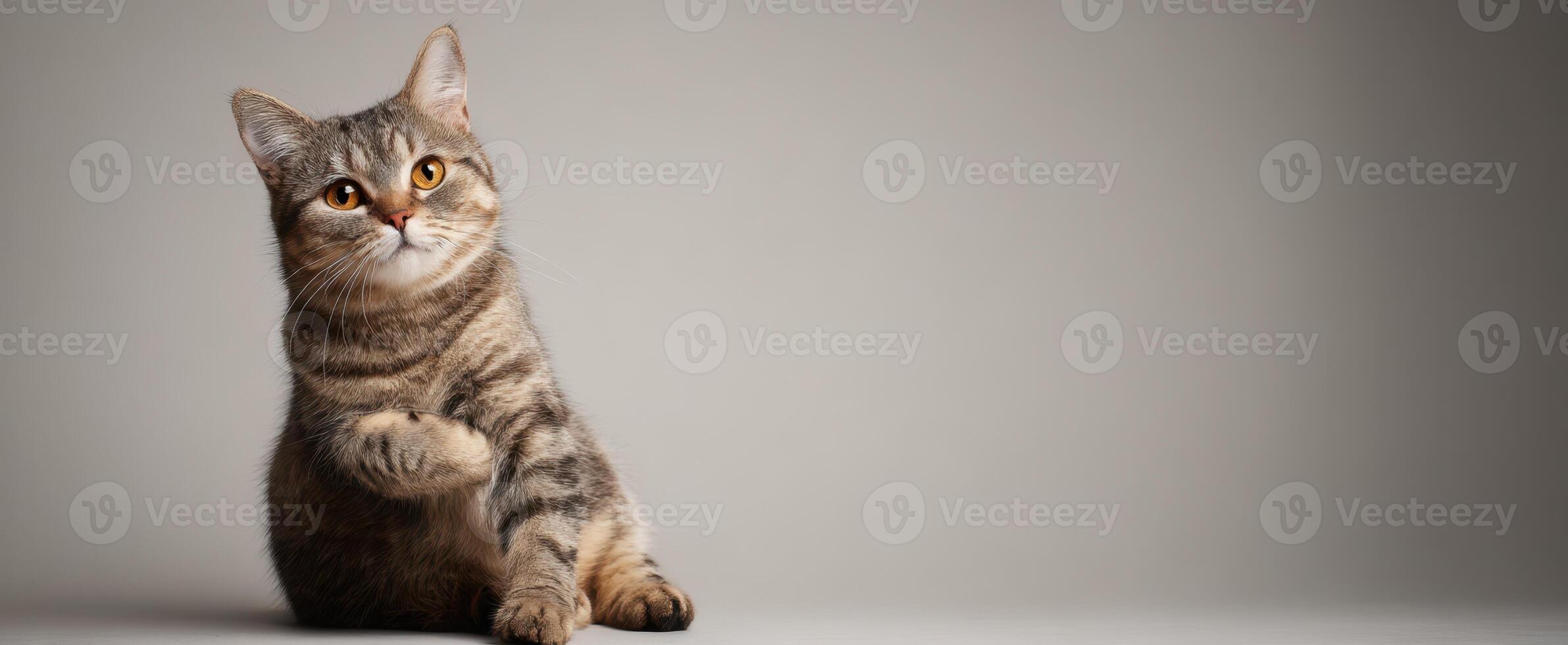The adorable tabby cat showcasing its playful demeanor and curious expression. photo
