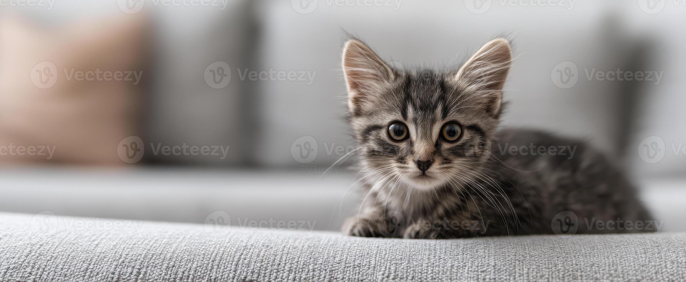 The playful kitten lounging comfortably on a soft couch, capturing hearts. photo