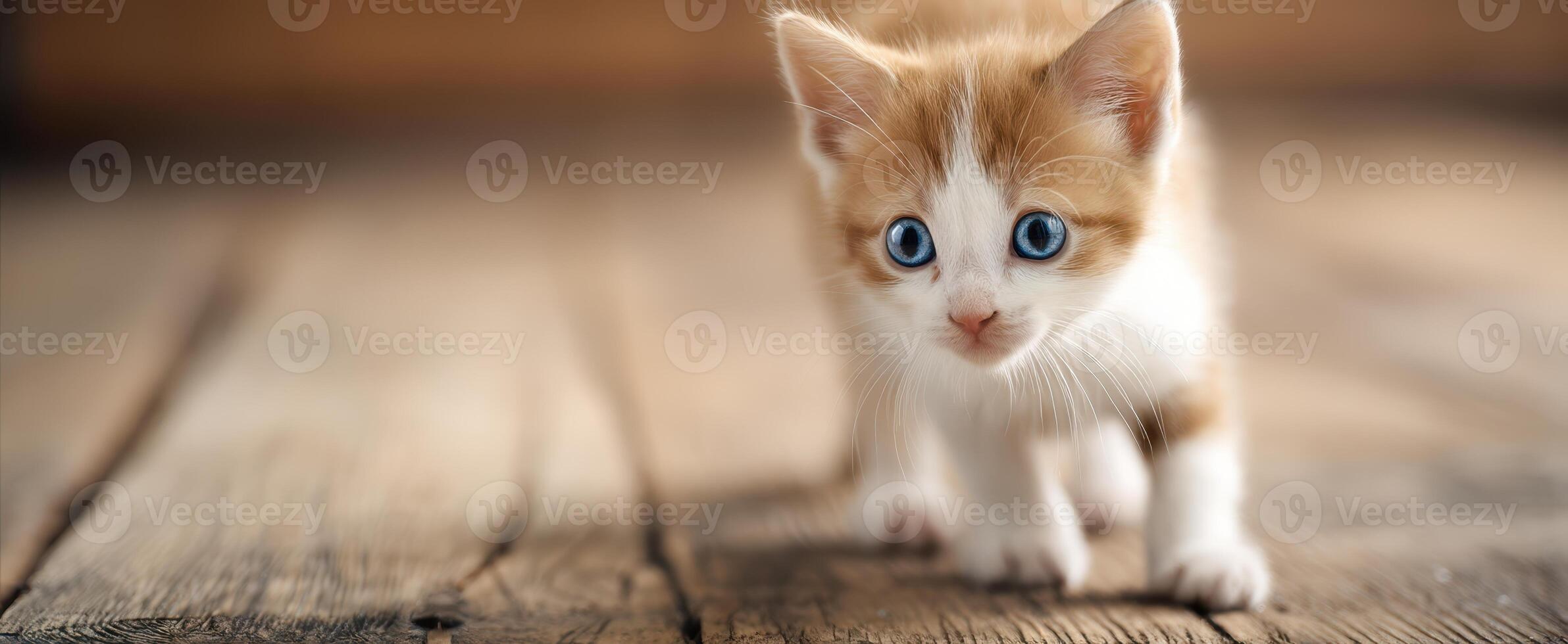The adorable kitten exploring its surroundings on a rustic wooden floor. photo