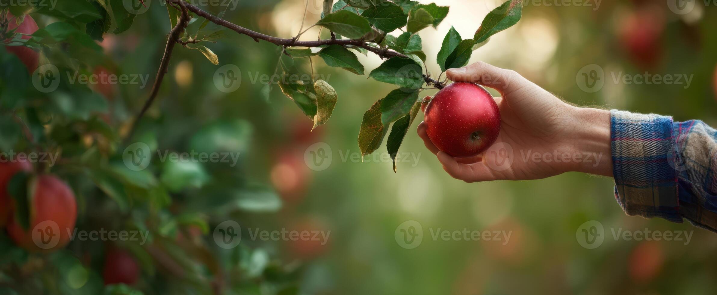 The Hand Grasping a Fresh Red Apple from a Lush Orchard photo