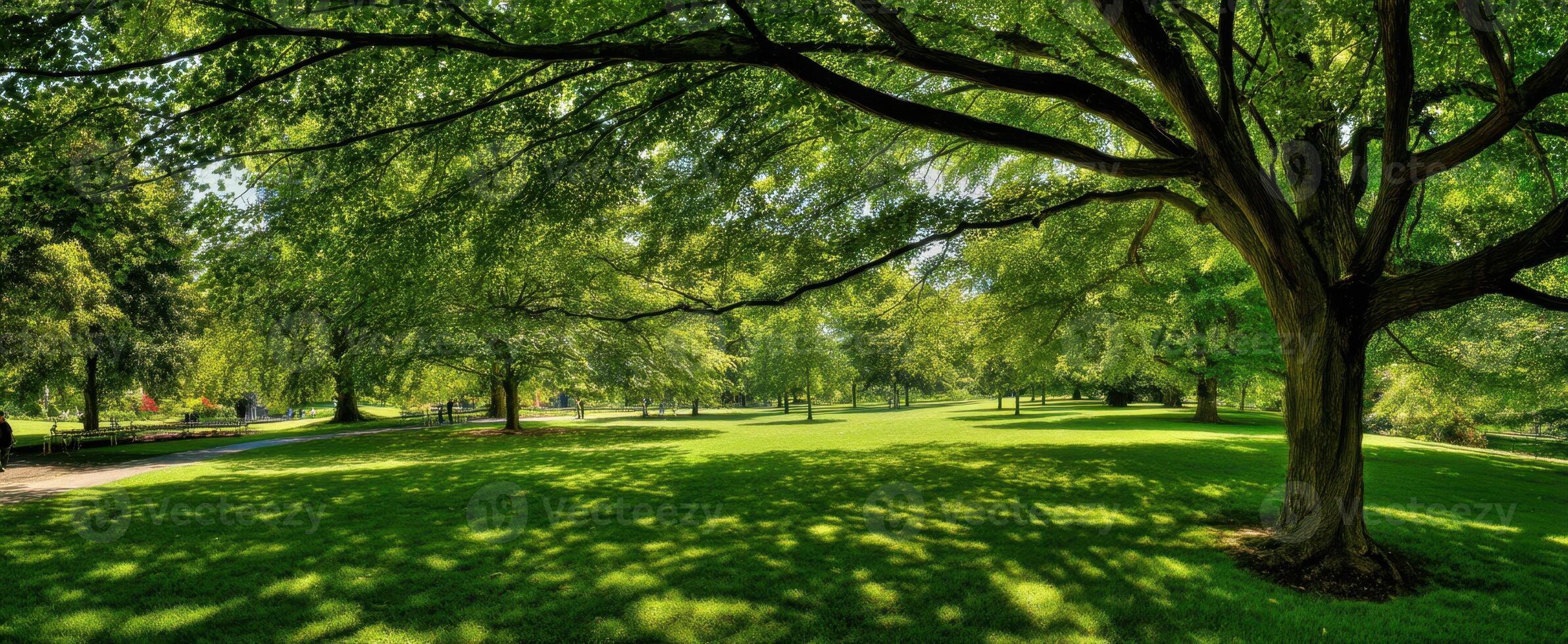 The serene park with vibrant greenery and sunlight-dappled shadows. photo