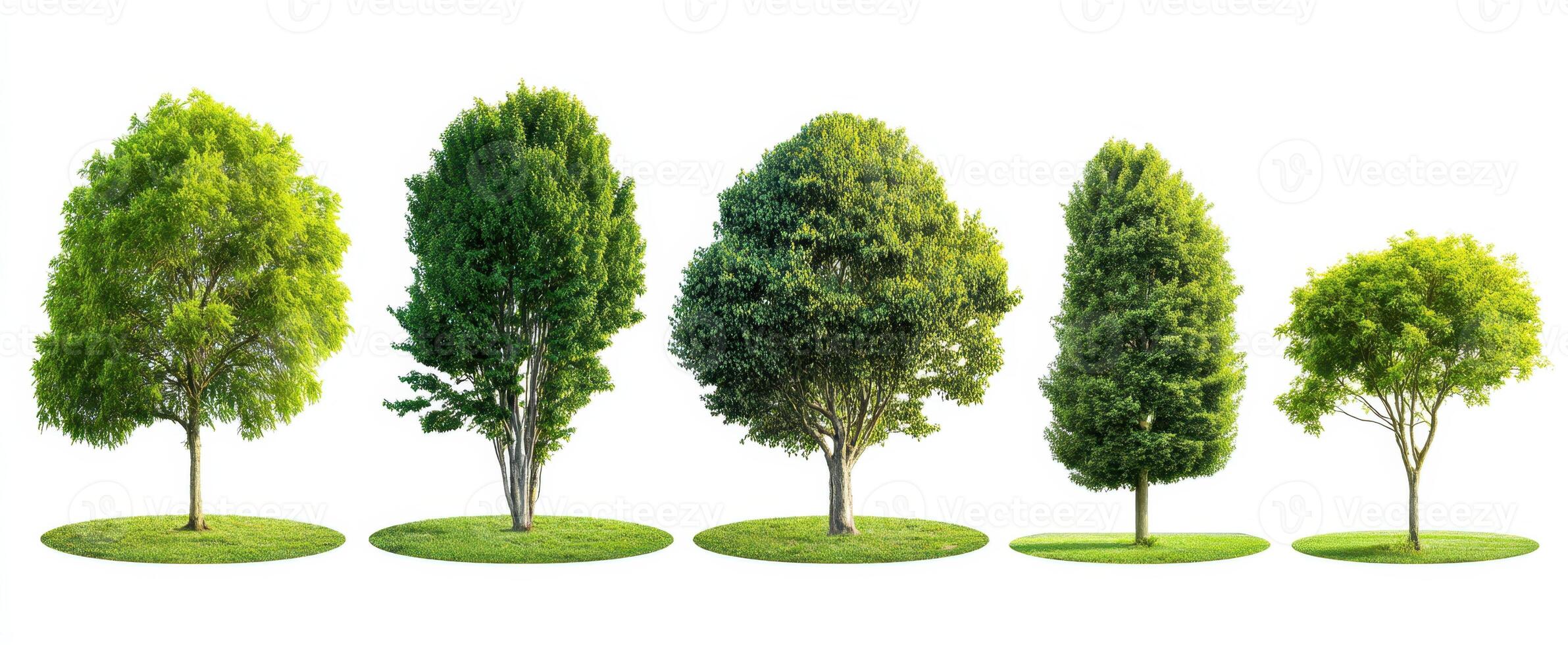 The diverse collection of trees arranged in a natural outdoor setting. photo