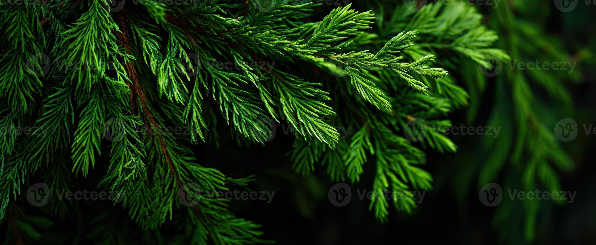 The Lush Green Leaves of a Coniferous Tree in Natural Light photo