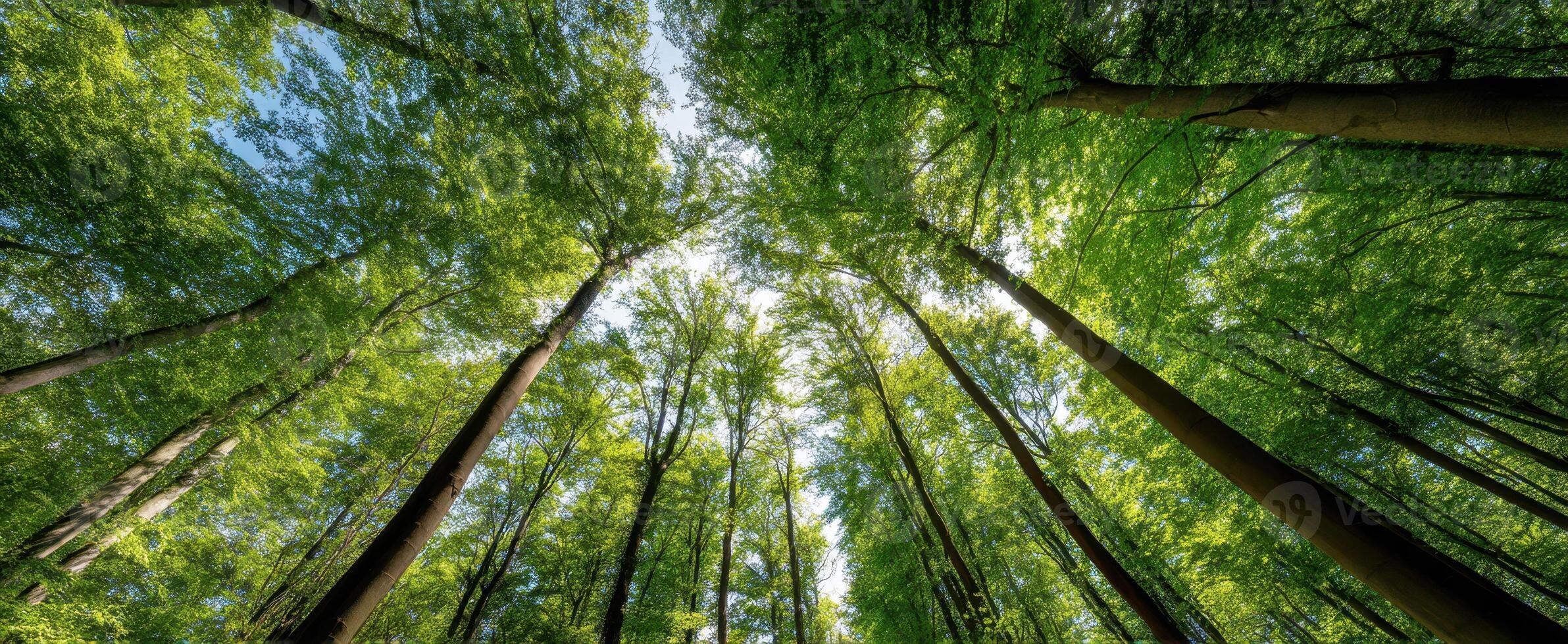 The towering trees create a tranquil canopy in a lush forest. photo