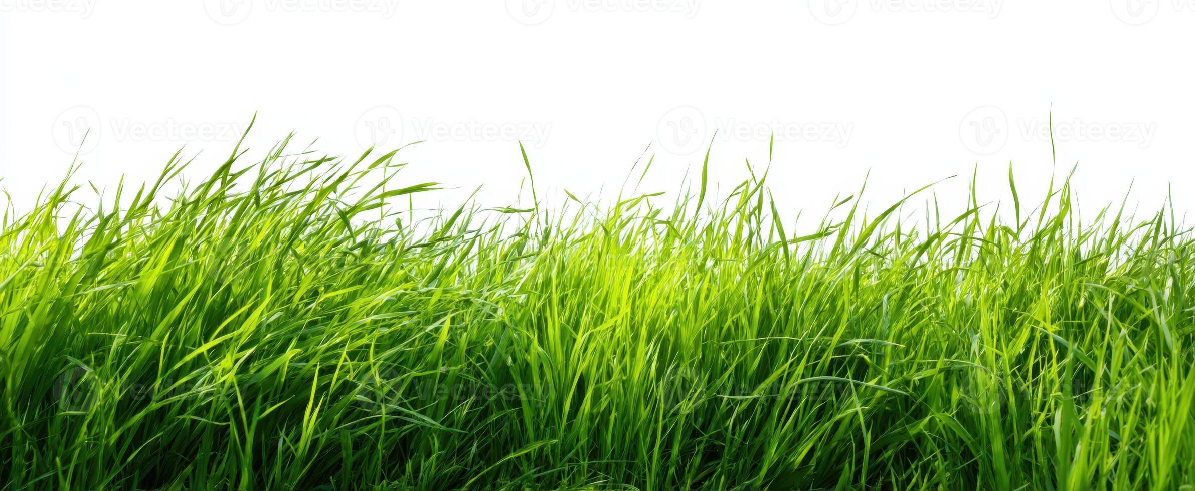 The vibrant green grass swaying gently in a sunny outdoor setting. photo