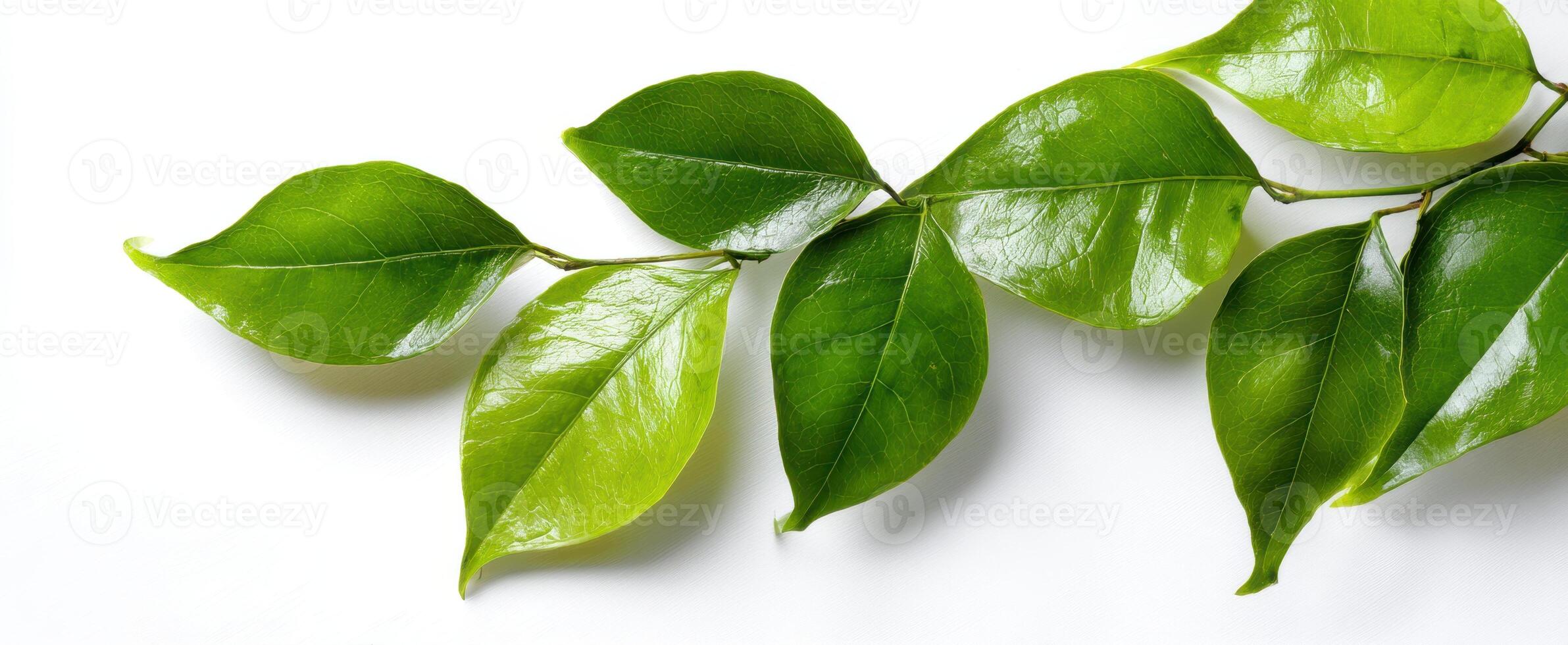 The beautiful arrangement of fresh green leaves on a white background. photo