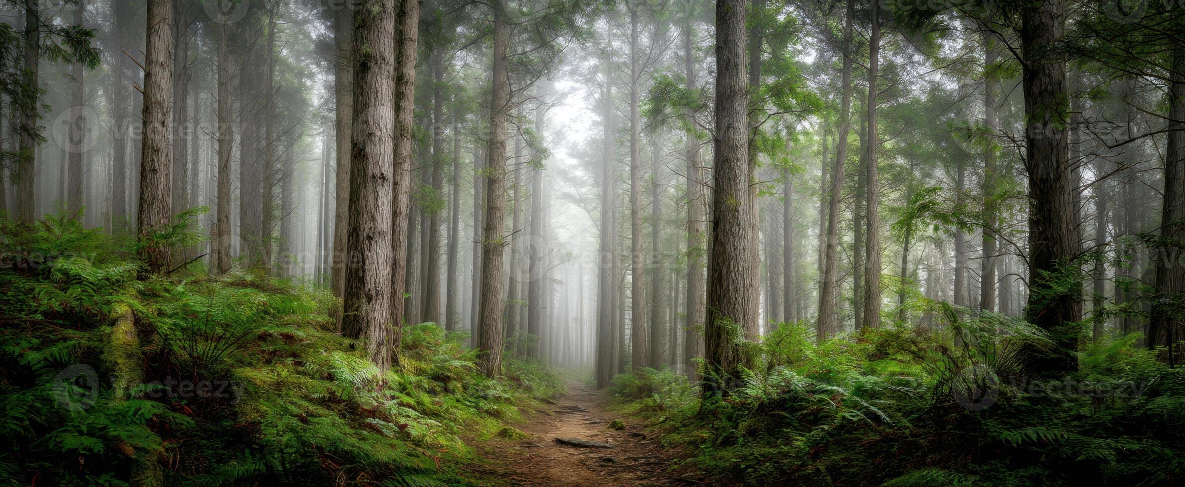 The enchanting forest path shrouded in mystical fog and greenery photo