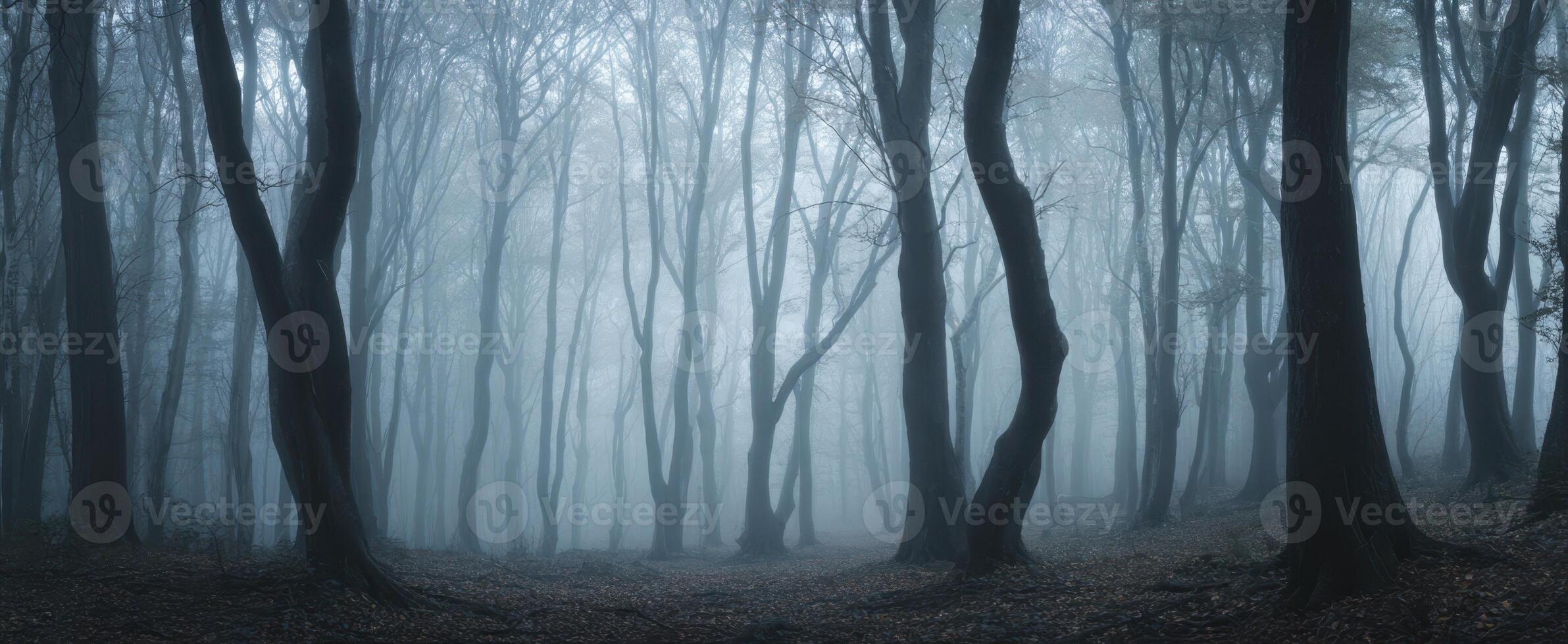The tranquil forest enveloped in mysterious fog and haunting shadows. photo