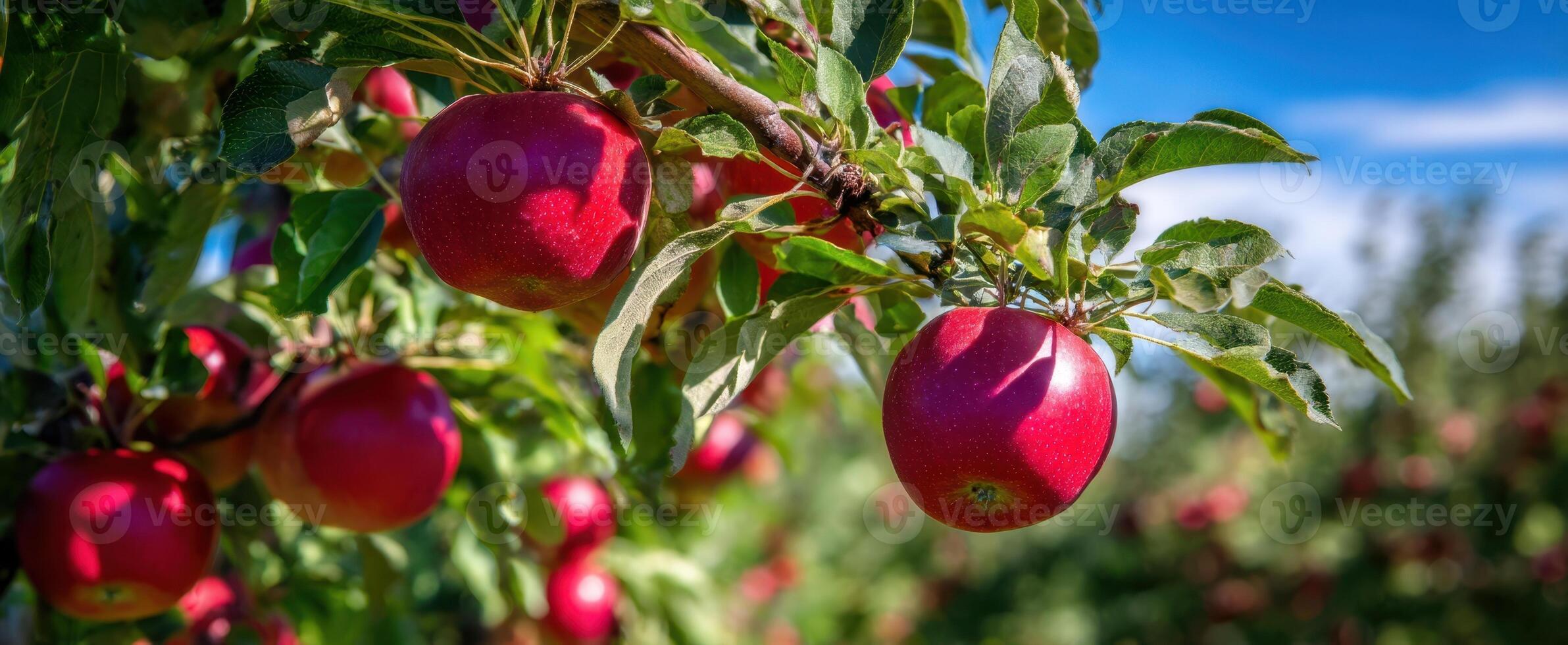 The vibrant red apples hanging from green branches under a clear blue sky. photo