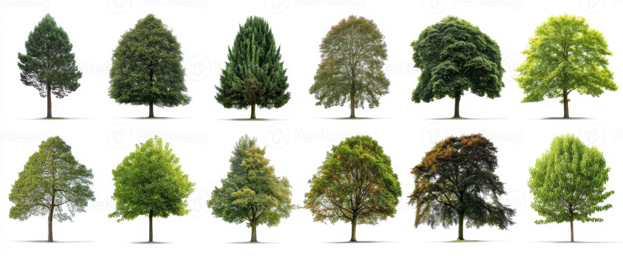 The collection of isolated tree types on white background for design use photo