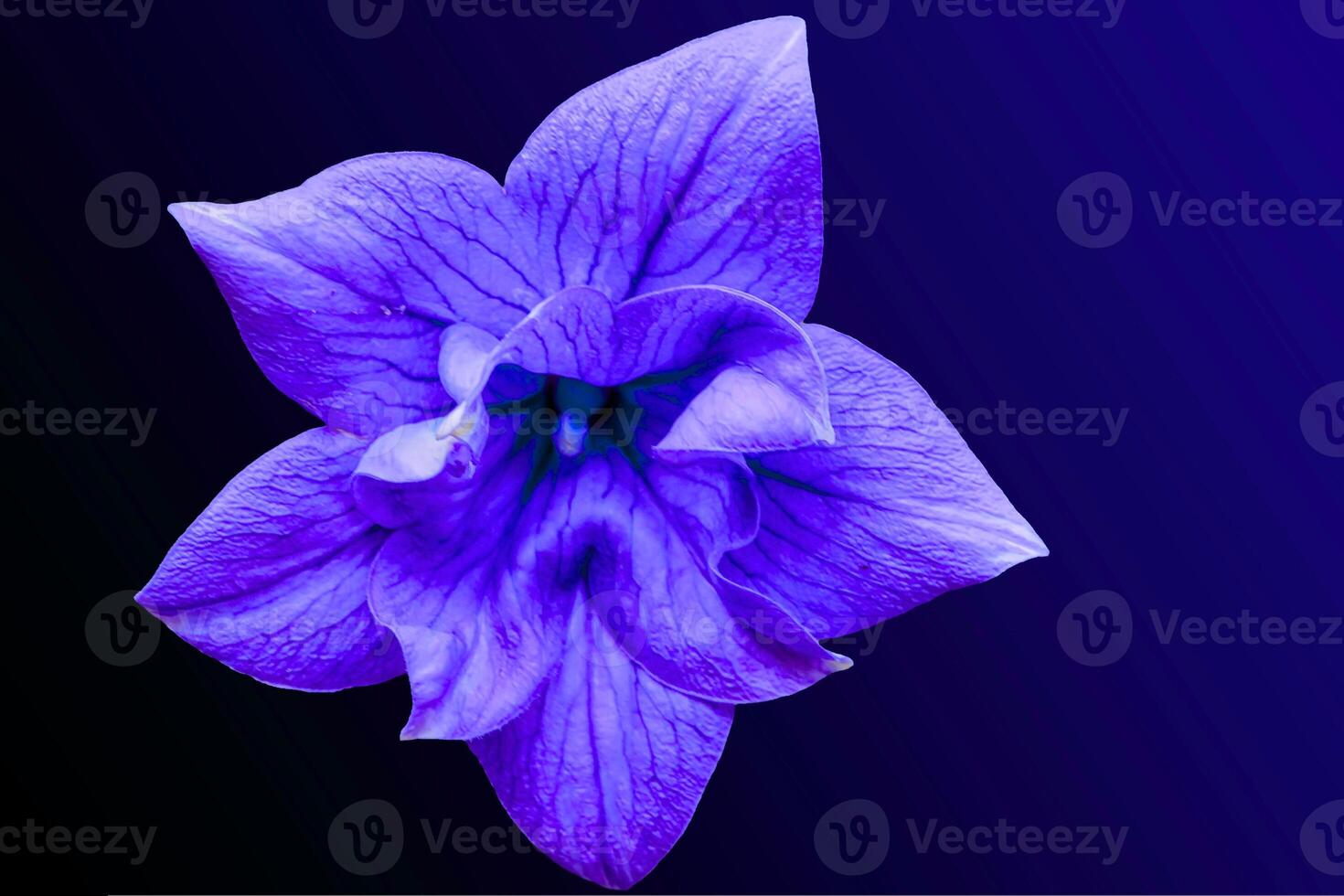 Twilight Bloom The Blue Purple Flower photo