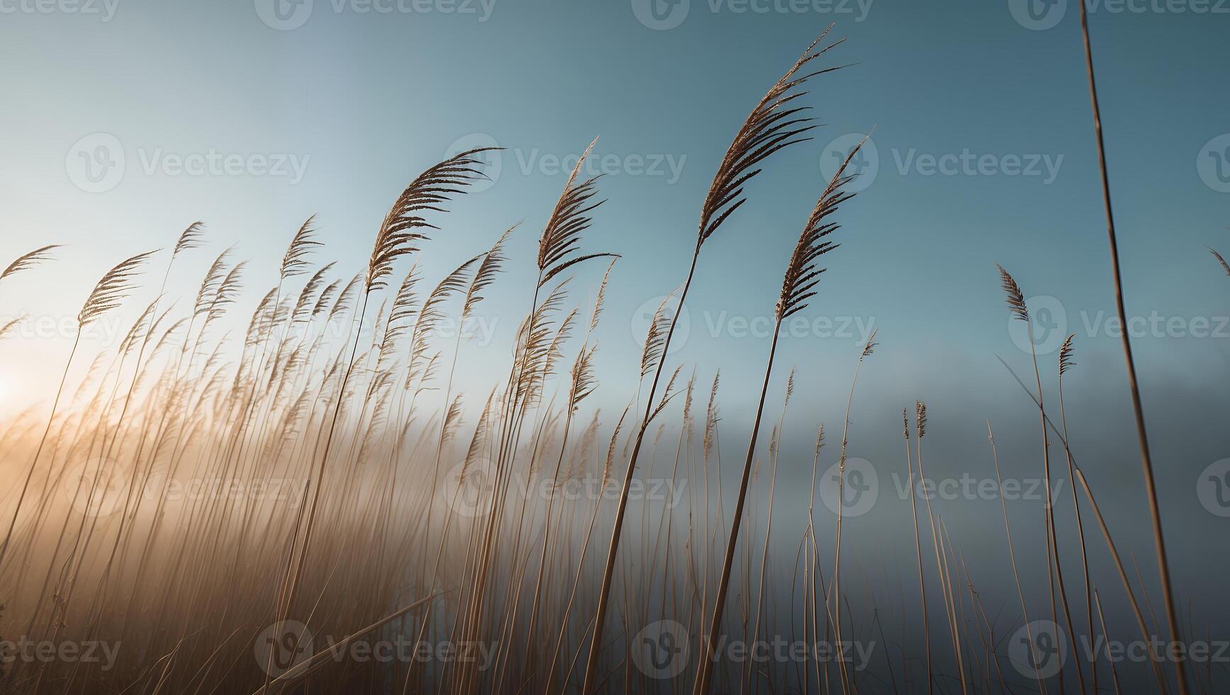 Grass Field Under Blue Sky in the Morning Light photo
