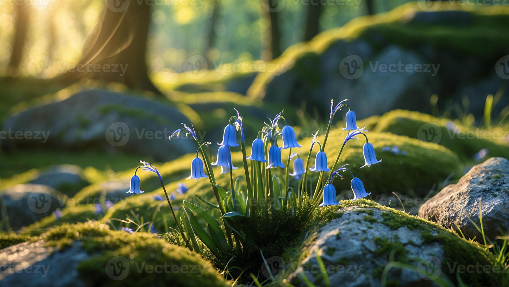 Bluebell Flowers in Forest photo