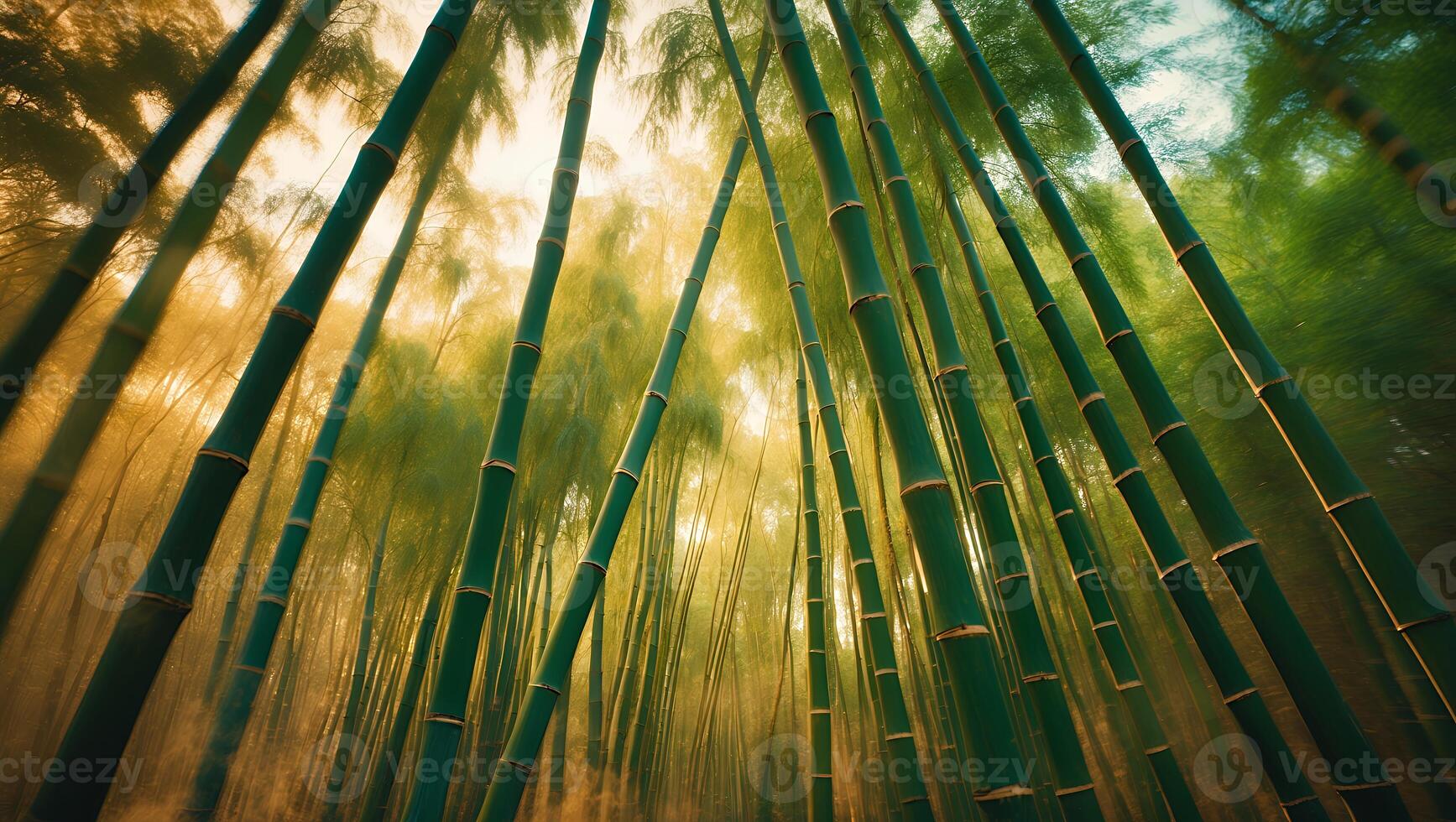 Walking Through Bamboo Forest with Golden Light Filtering Through Canopy photo