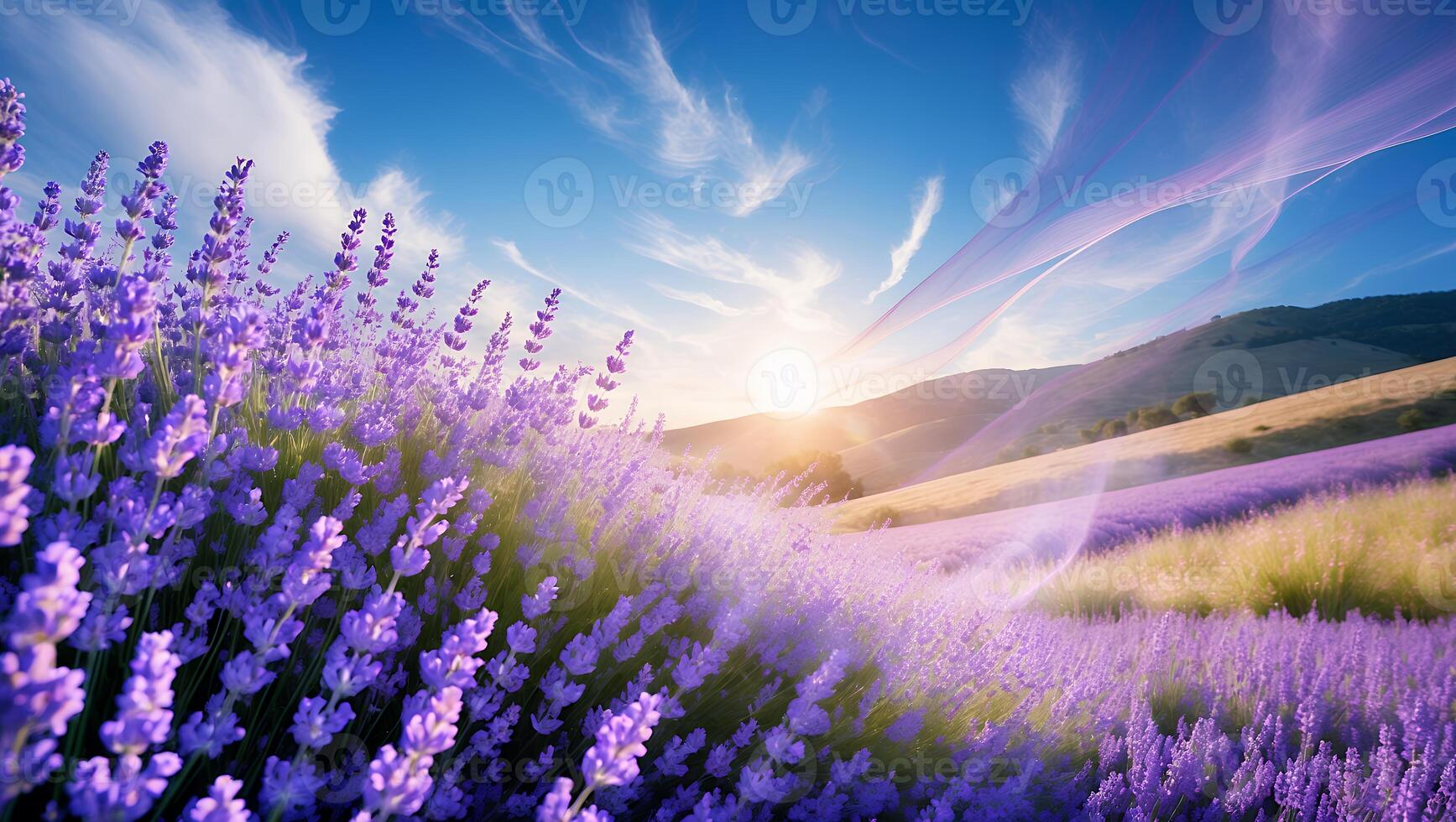 Lavender Field Blooming at Sunset in Rolling Hills with Soft Light photo