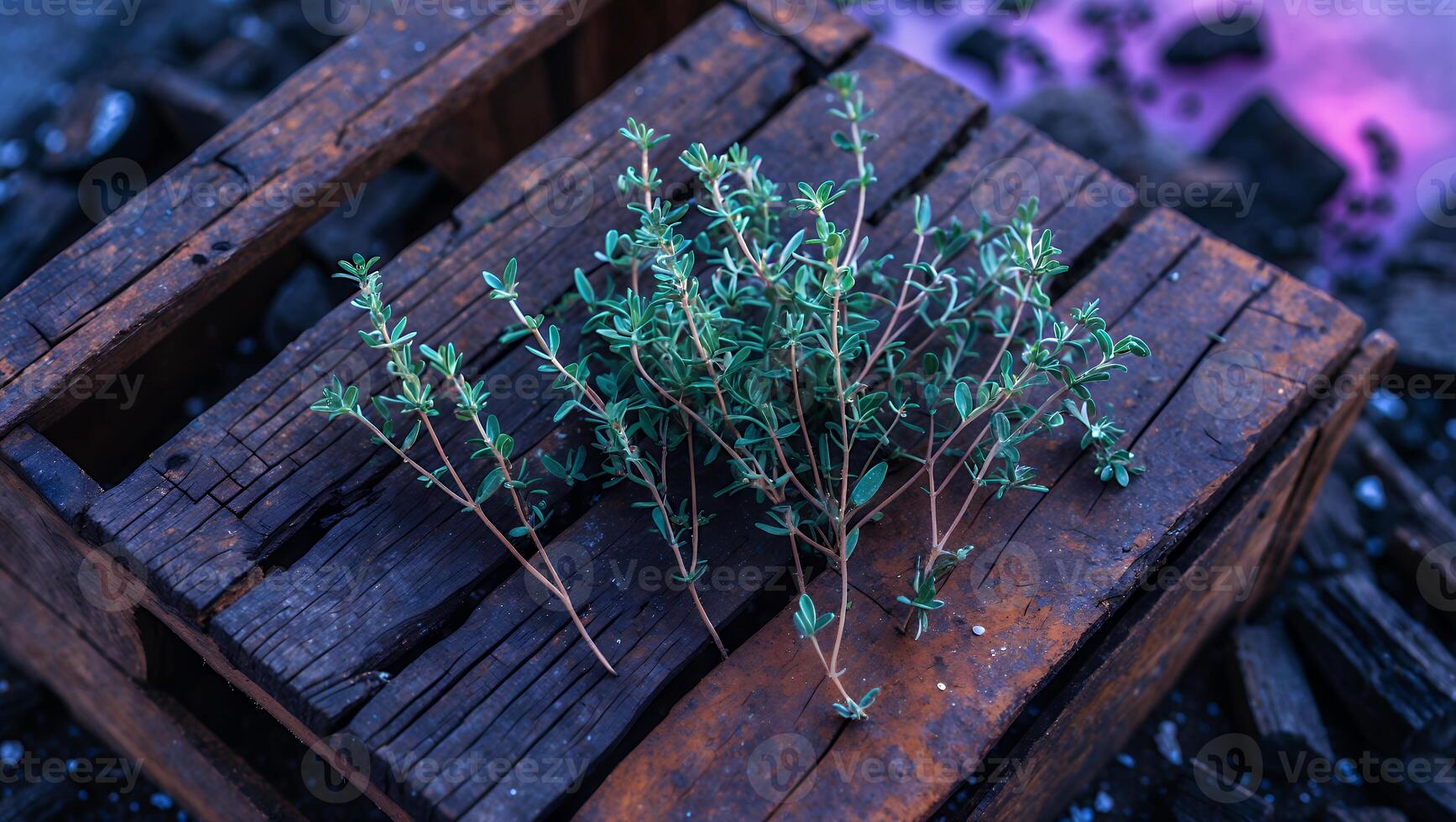 A small plant sitting on top of a wooden crate photo