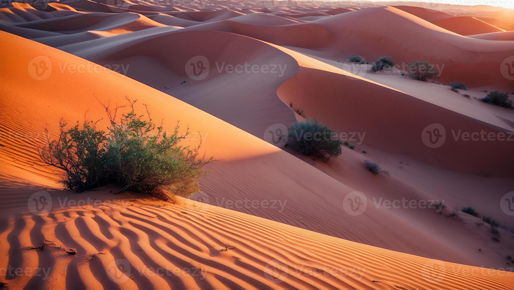Sweeping Desert Dunes at Sunset with Sparse Vegetation and Warm Light photo