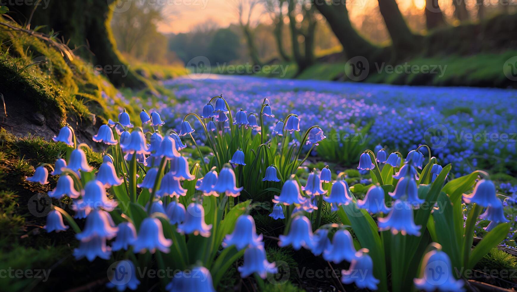 Blooming Spring Bluebells in Forest Glade at Dawn Creating Dreamy Ambiance photo