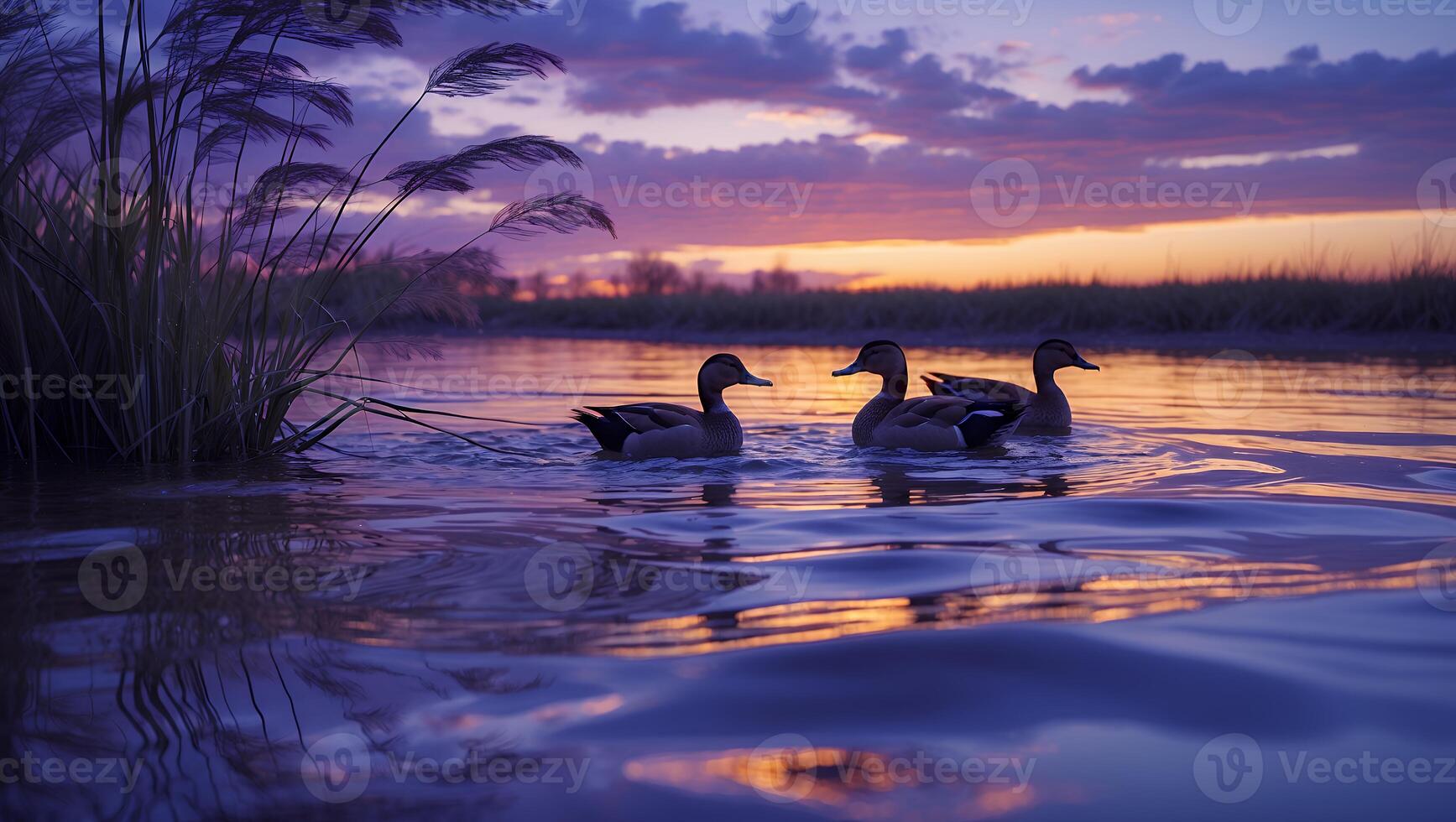 Ducks Swimming in Calm Water at Sunset with Colorful Sky View photo