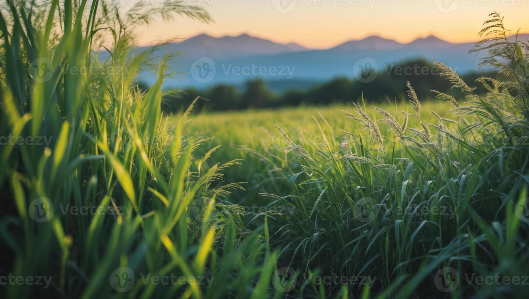 Lush Green Meadow with Tall Grass and Distant Mountain Range photo