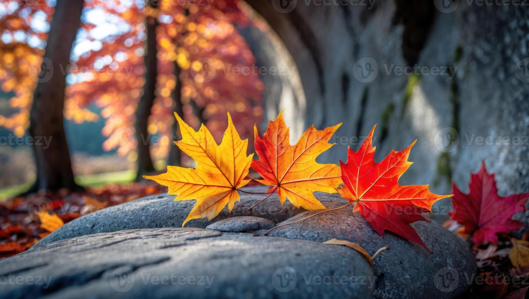 Colorful Maple Leaves Displayed on Stone in Autumn Forest Setting photo