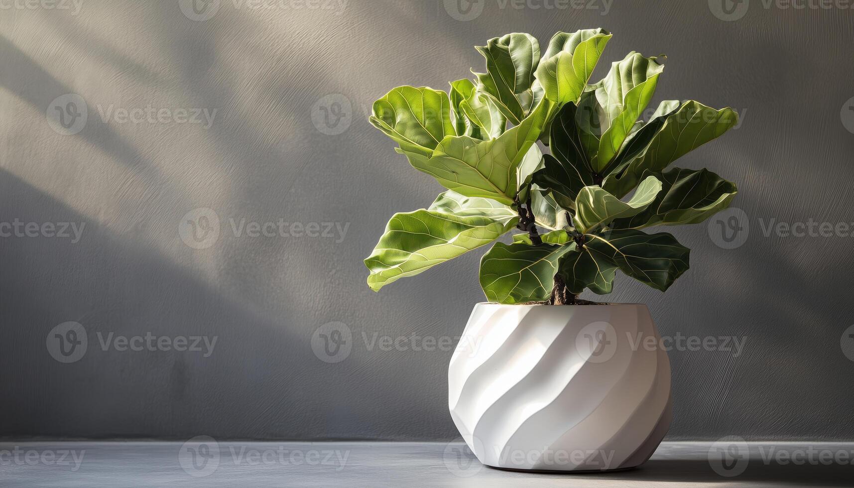 Stylish Modern Home Decor. Ficus Lyrata Stunning Fiddle Leaf Fig Tree Plant With Large Green Leaves In Elegant White Pot photo