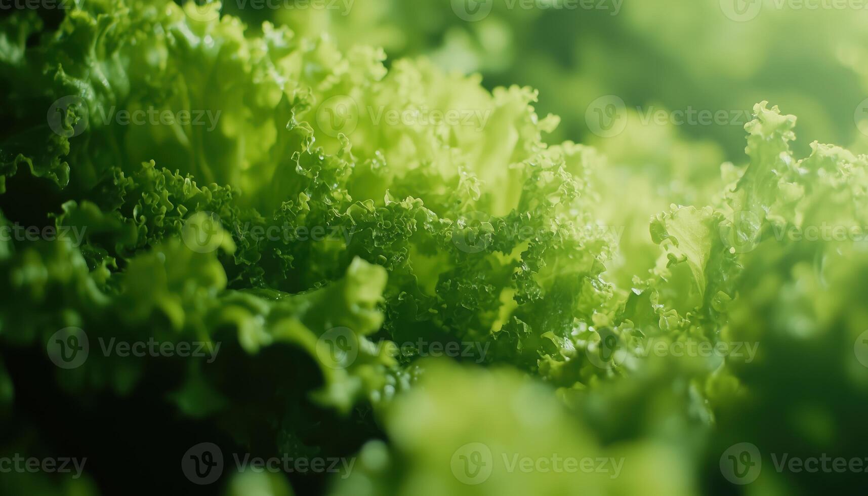 Sustainable Fresh Green Lettuce Crop Harvest. Locally Grown Organic Vegan Source From A Rural Horticulture Greenhouse, Certified And Naturally Sprouted photo