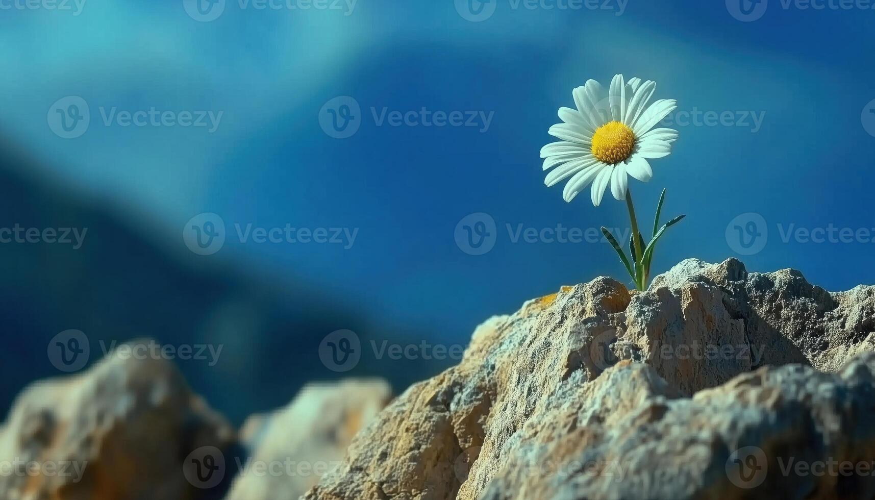 Close Up Of Beautiful Daisy Flowers Under Blue Sky In Natural Outdoor Setting, Showcasing A Picturesque Summer Pastoral Landscape photo