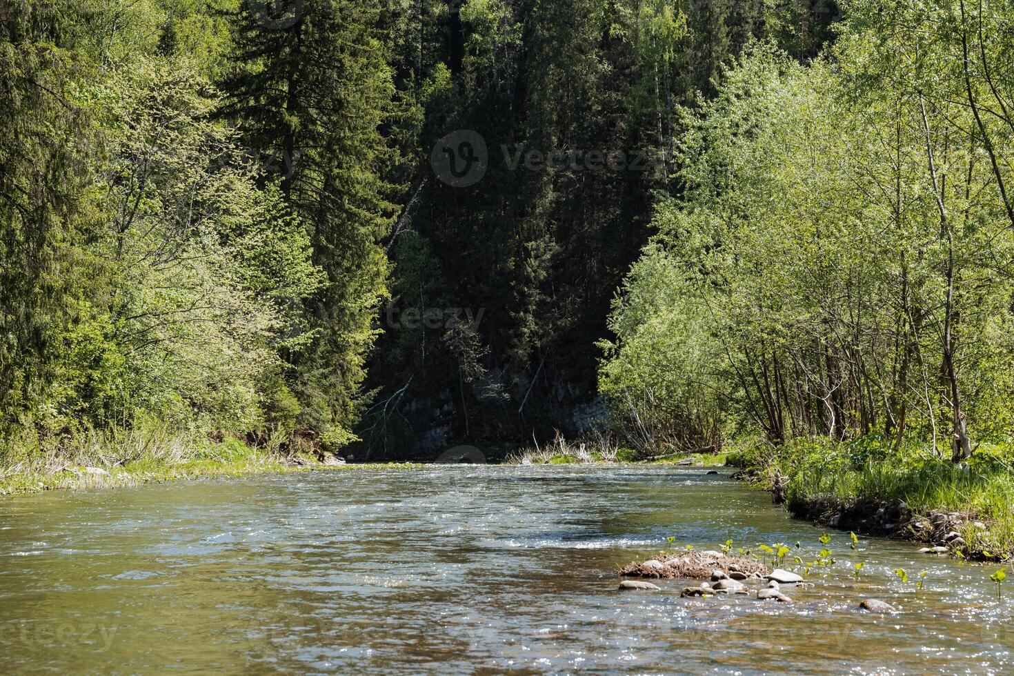 There is a beautiful river gracefully flowing through a lush green forest, with tall trees standing majestically on both sides, creating a peaceful and serene natural environment photo