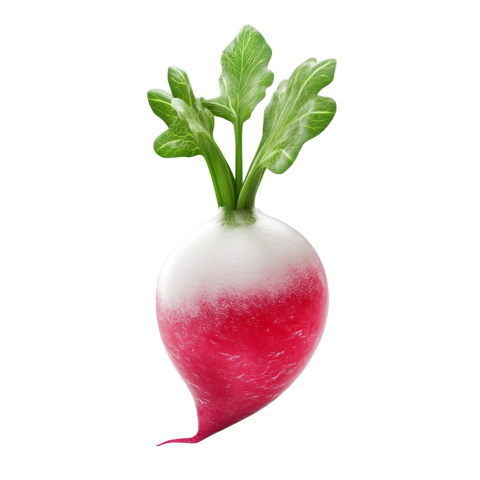 Healthy Red Radishes in Natural State for Culinary Use on Transparent Background png