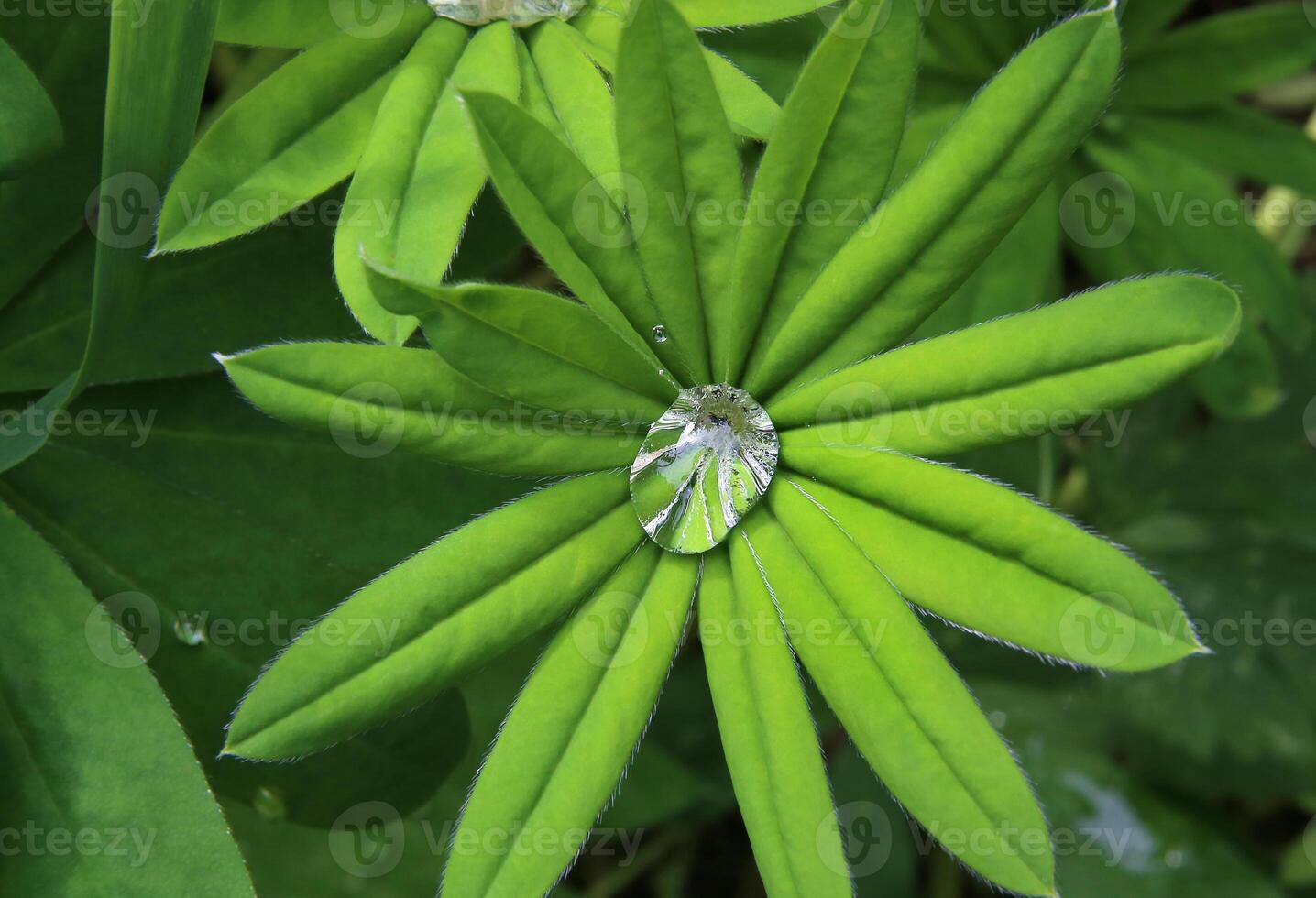 Bright green leaf with transparent water drop photo