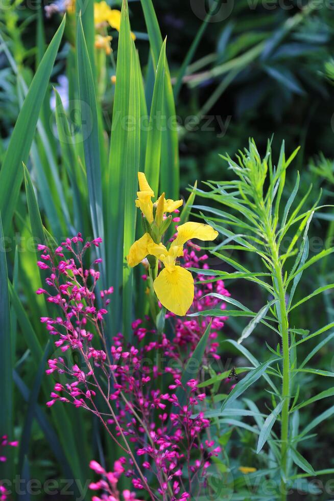 Natural background with plants and flowers photo