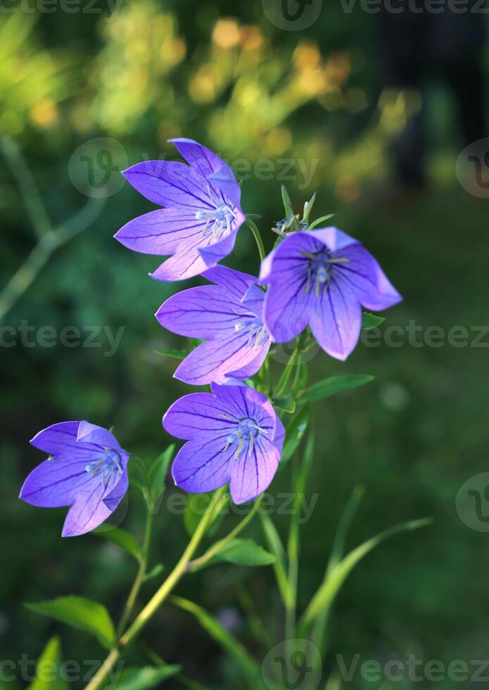 Beautiful Balloon flowers or Platycodon grandiflorus photo