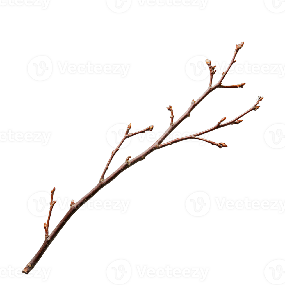 Leafless twig shows small buds ready to bloom on transparent background png