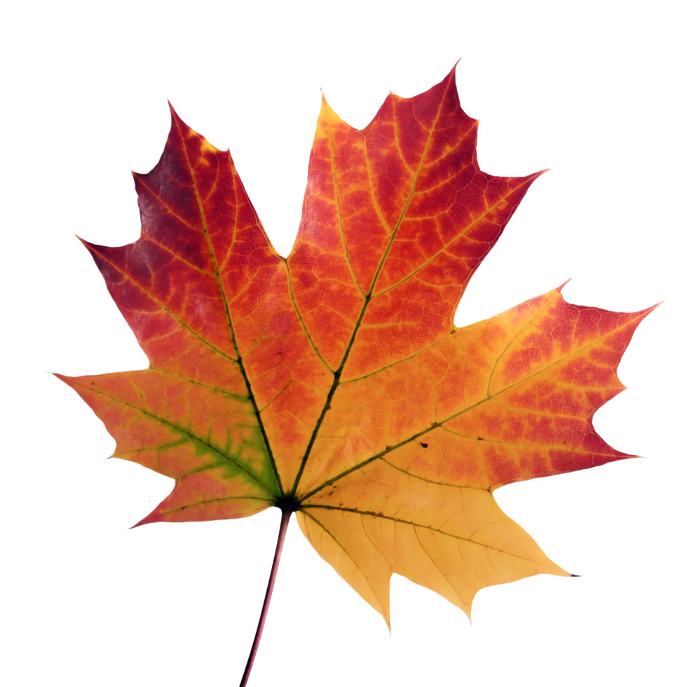 Detailed Maple Leaf Featuring Autumnal Colors on Transparent Background png